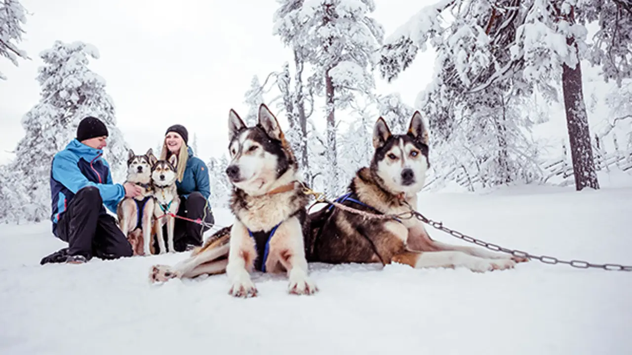 Hundeschlittenfahrt Pyhä in Finnisch Lappland