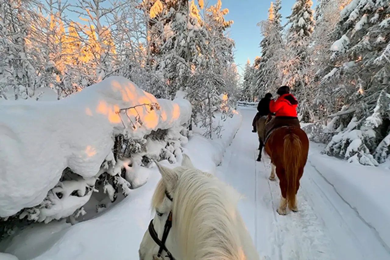 Reiten auf Finnpferden