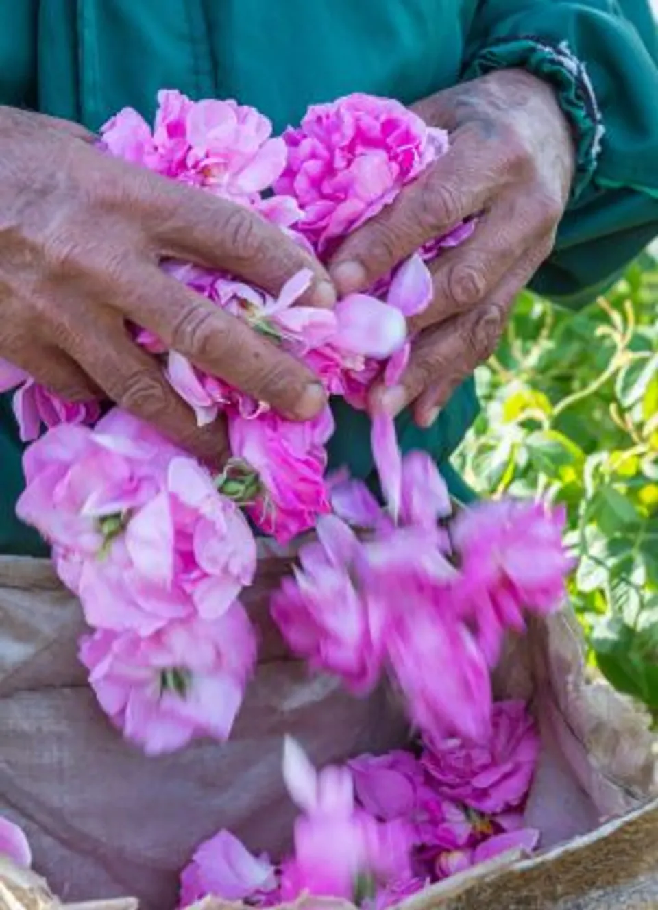 Bulgarien Frau Blumen lila Blüten Sommer